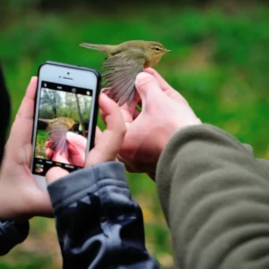 aplicativos-para-tirar-fotos-de-pássaros